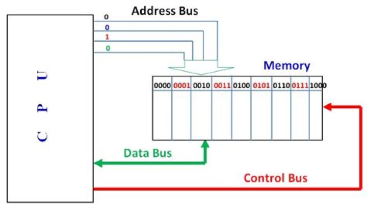How can I find my computer's address bus width and data bus size?
